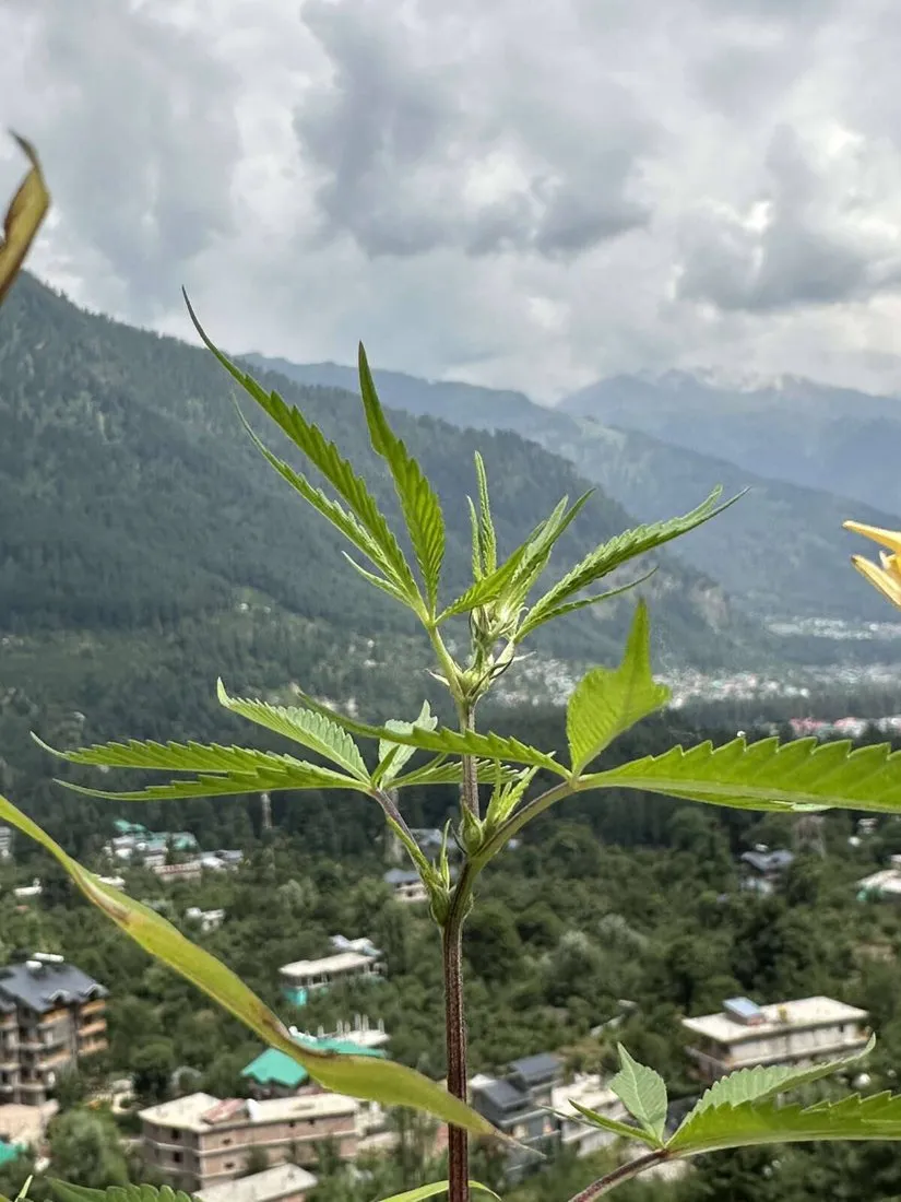 Clouds over the valley at Rocky’s Café, Old Manali